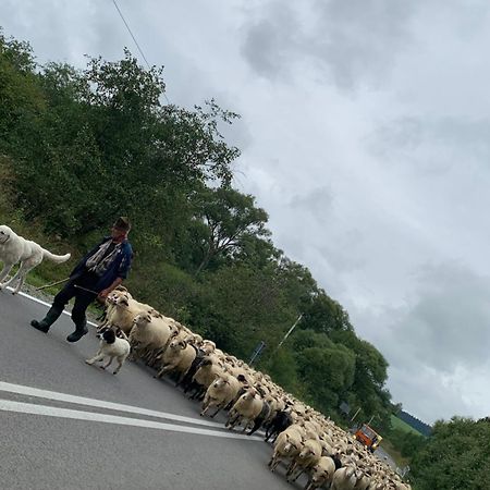 Agroturystyka Dor-Ali U Ali Zubracze Kültér fotó